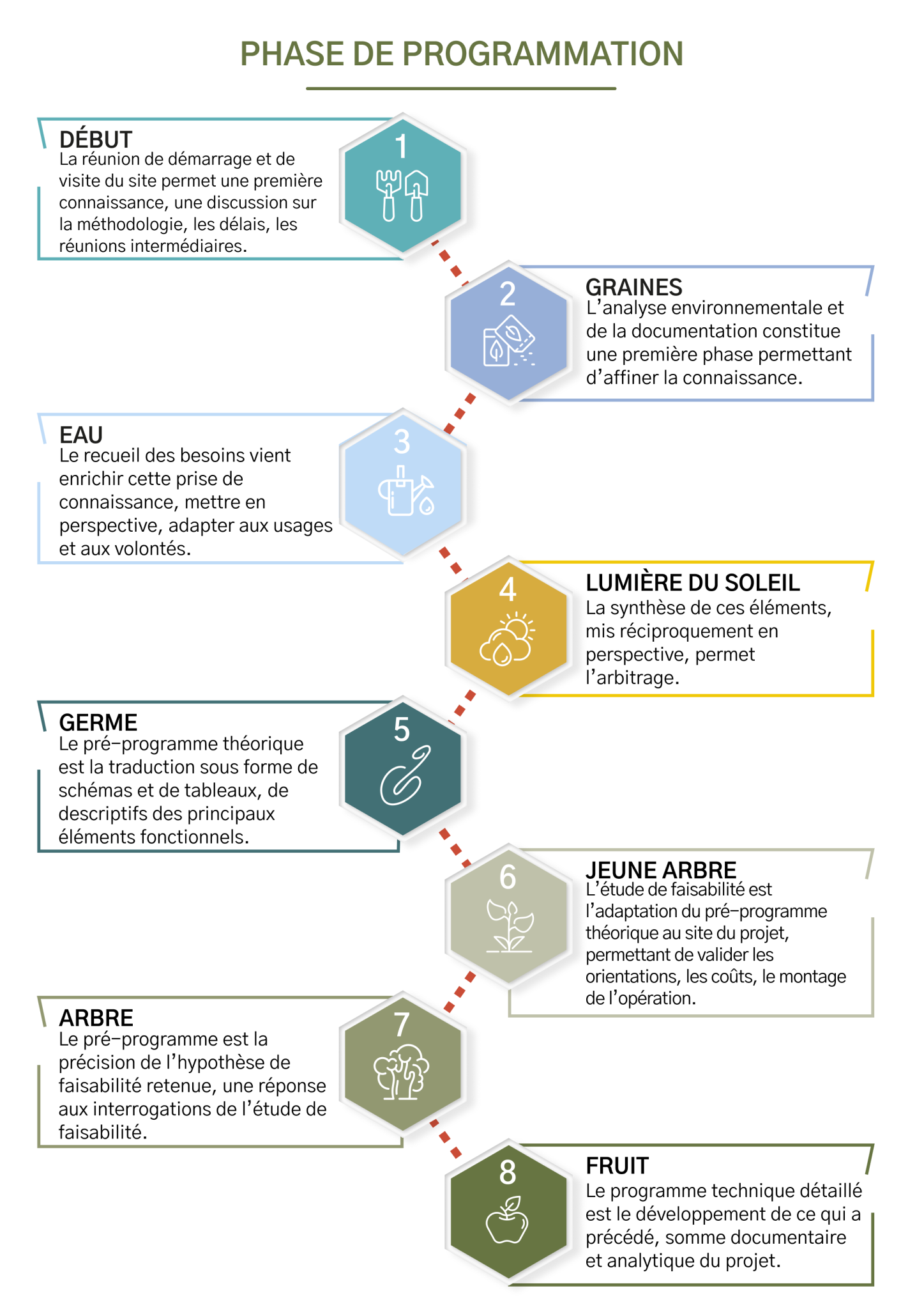 Phases of Architectural Programming: A Plant Growth Metaphor